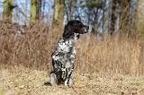 SETTER ANGLAIS 060